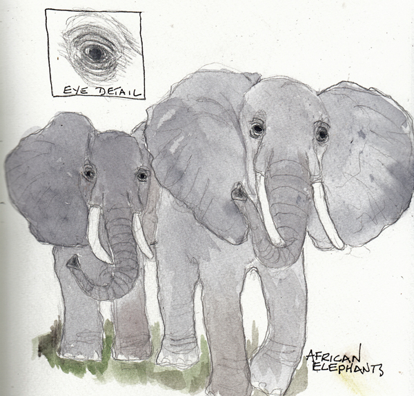 ElephantsSIZE.jpg