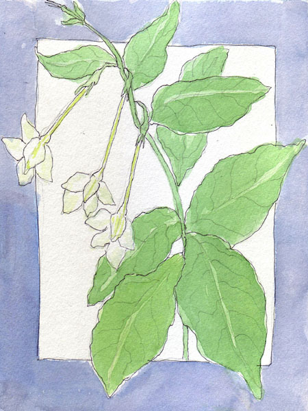 FlowerB.27Jun.jpg