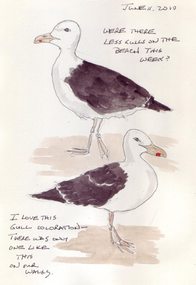 Gulls.6.2010.jpg