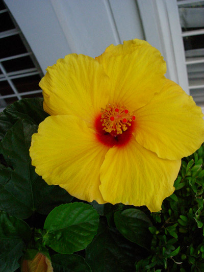 Hibiscus.size.jpg