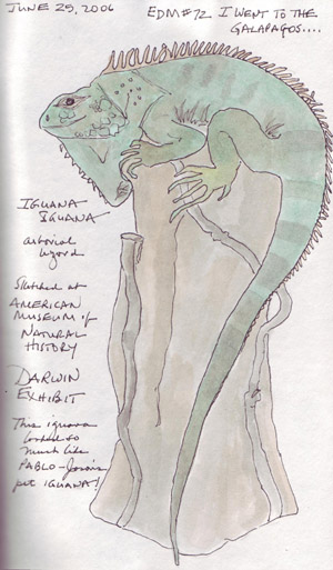 Iguana.size.jpg