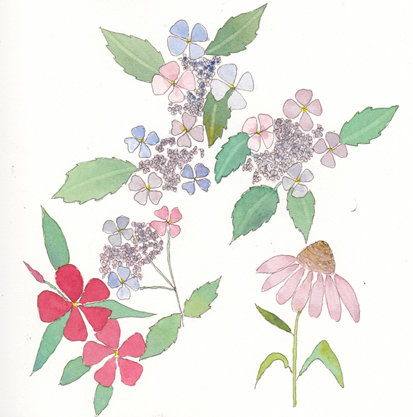 LacecapHydrangeaSIZE.jpg