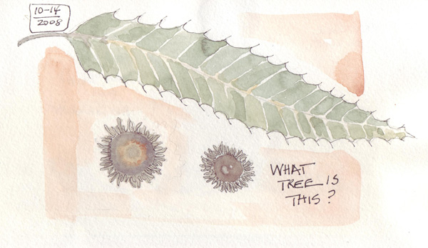 Leaf%26Nut.jpg