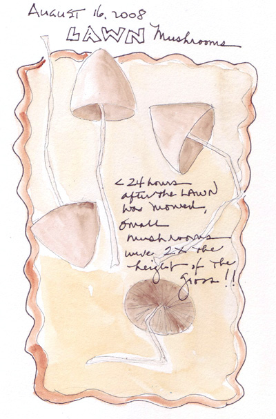 Mushrooms.jpg
