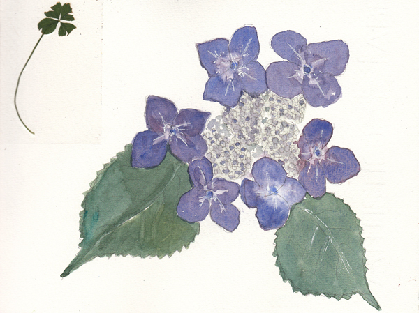 OneHydrangea.size.jpg