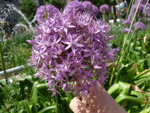 P1090183size.jpg