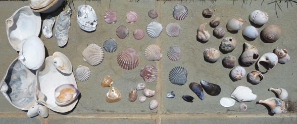 P1140858.size.jpg