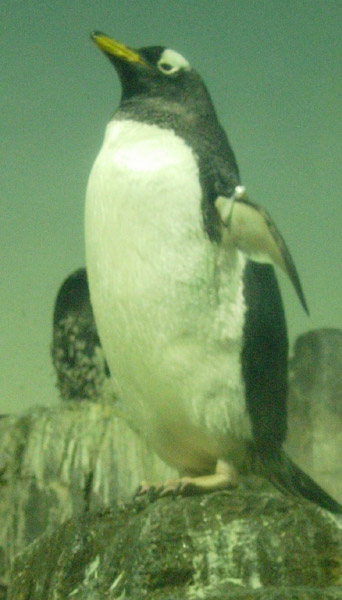 Penguin.size.jpg