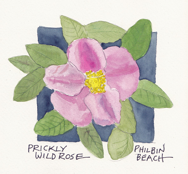 PricklyRoseSize.jpg
