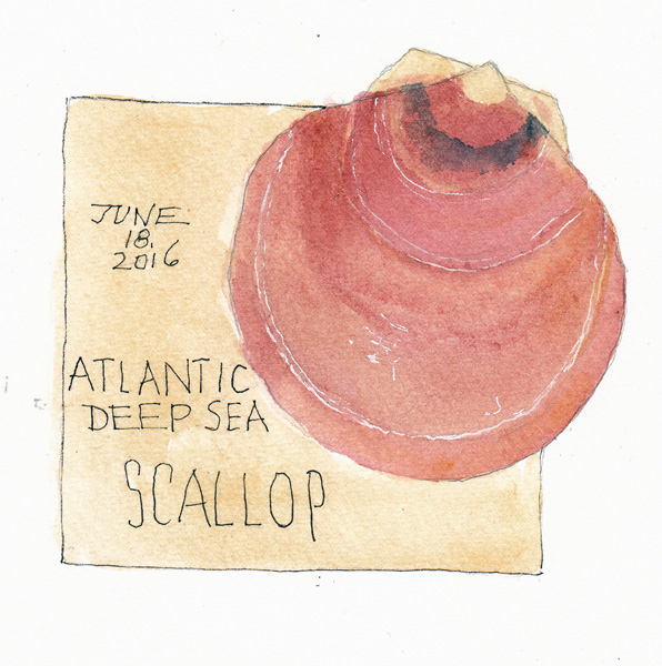 ScallopShellSIZE.jpg