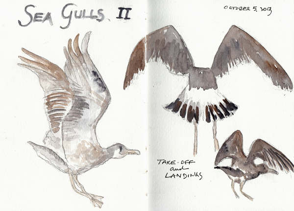 SeaGulls%202013SIZE.jpg
