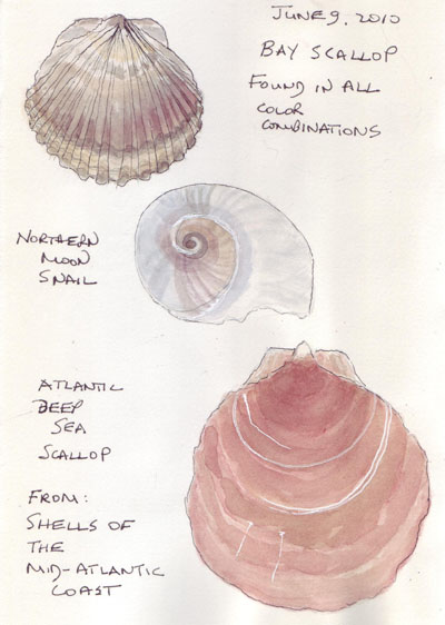 Shells.6.2010.jpg