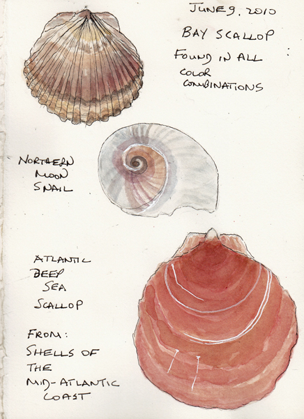 Shells2010ASIZE.jpg