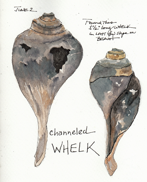 Shells2017SIZE.jpg