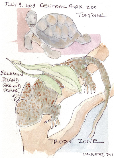 TortoiseSkink.jpg