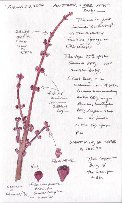 Tree2.size.jpg