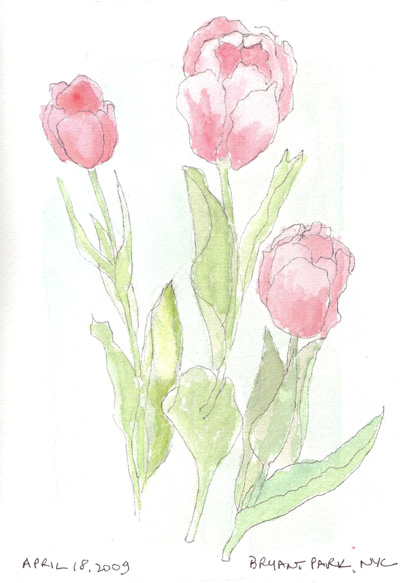 how to draw tulips