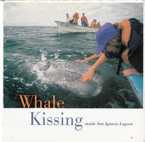 WhaleSIZE.jpg