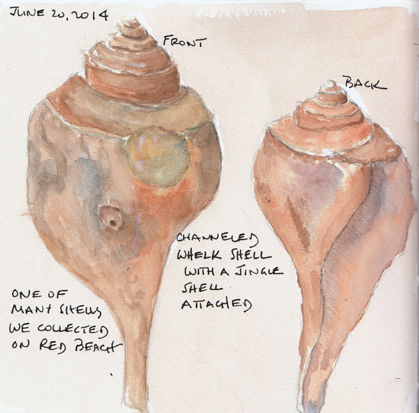Whelk.mv.size.jpg